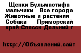 Щенки Бульмастифа мальчики - Все города Животные и растения » Собаки   . Приморский край,Спасск-Дальний г.